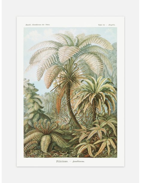 Ernst Haeckel - Artforms in nature - No. 92 Poster
