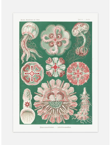 Ernst Haeckel - Artforms in nature - No. 98