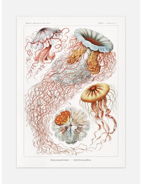 Ernst Haeckel - Artforms in nature - No. 8 Poster