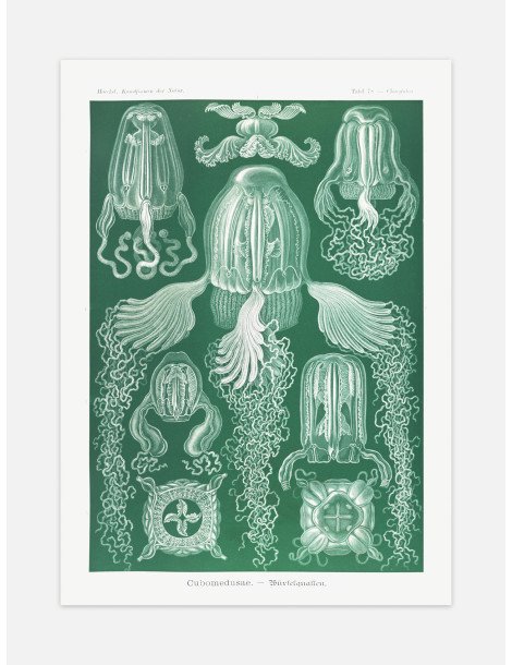 Ernst Haeckel - Artforms in nature - No. 78 Poster