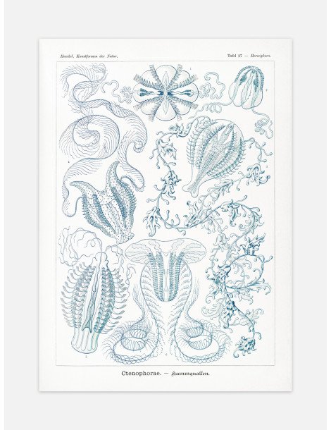 Ernst Haeckel - Artforms in nature - No. 27 Poster