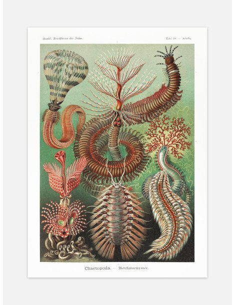Ernst Haeckel - Artforms in nature - No. 96 Poster