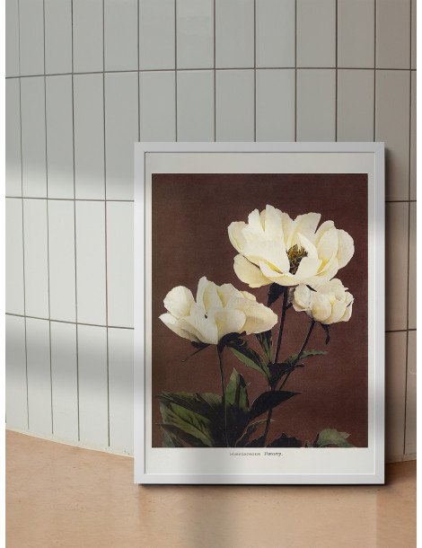 Hærdaceous Peony - Ogawa Kazumasa