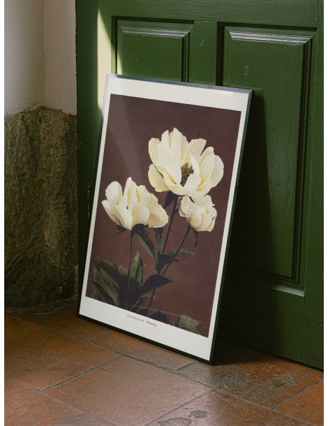 Hærdaceous Peony - Ogawa Kazumasa