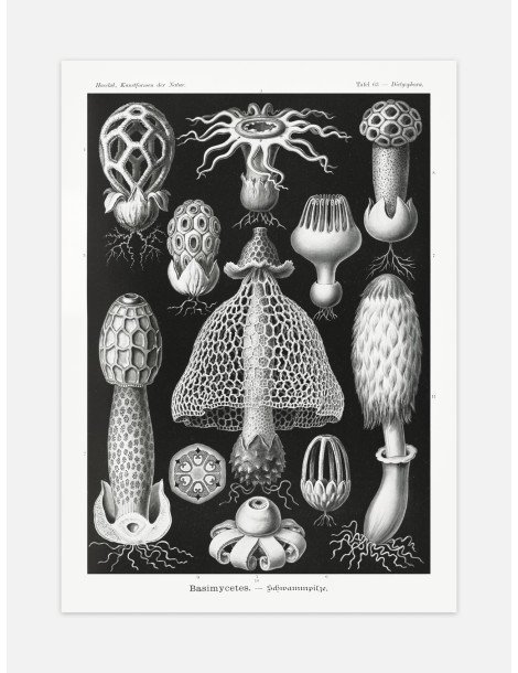 Ernst Haeckel - Artforms in nature - No. 63 Poster