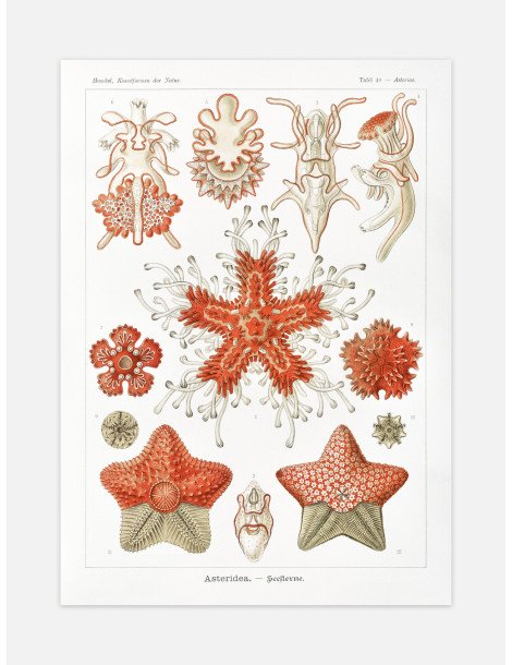 Ernst Haeckel - Artforms in nature - No. 40