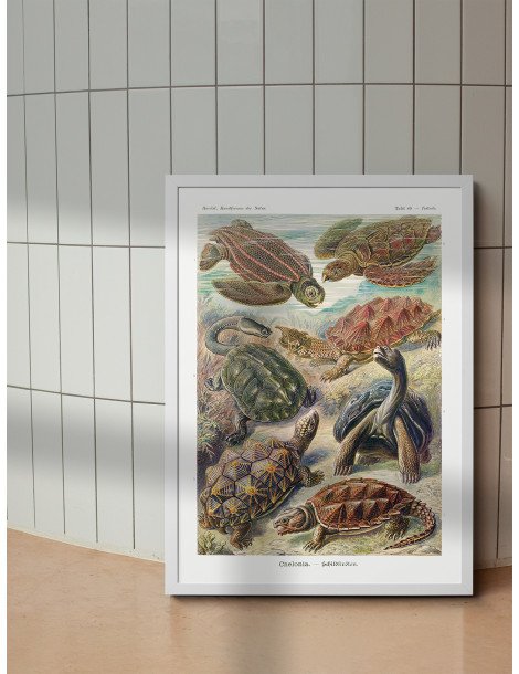 Ernst Haeckel - Artforms in nature - No. 89 Poster