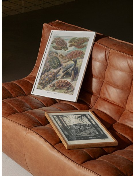 Ernst Haeckel - Artforms in nature - No. 89 Poster