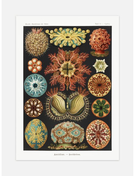 Ernst Haeckel - Artforms in nature - No. 85 Poster
