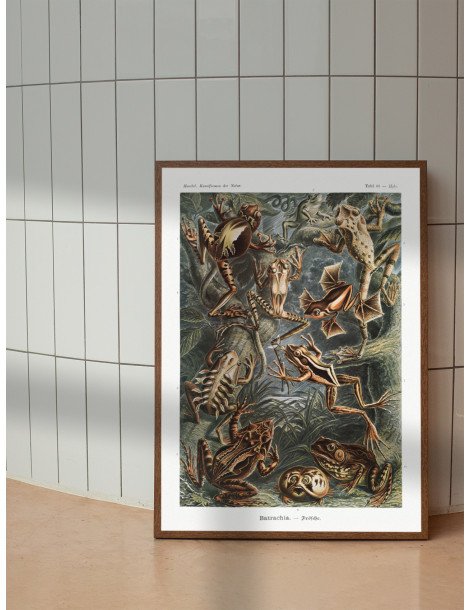 Ernst Haeckel - Artforms in nature - No. 68 Poster