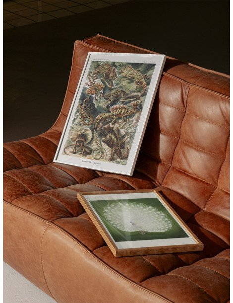 Ernst Haeckel - Artforms in nature - No. 79 Poster