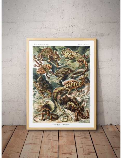 Ernst Haeckel - Artforms in nature - No. 79 Poster