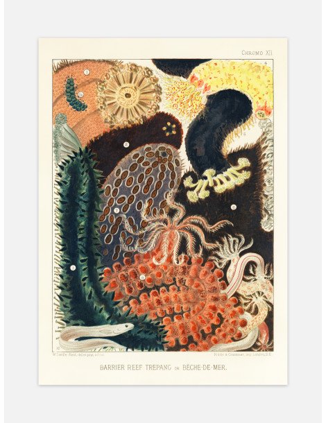 The great barrier reef of Australia -  Bêche-de-Mer Poster