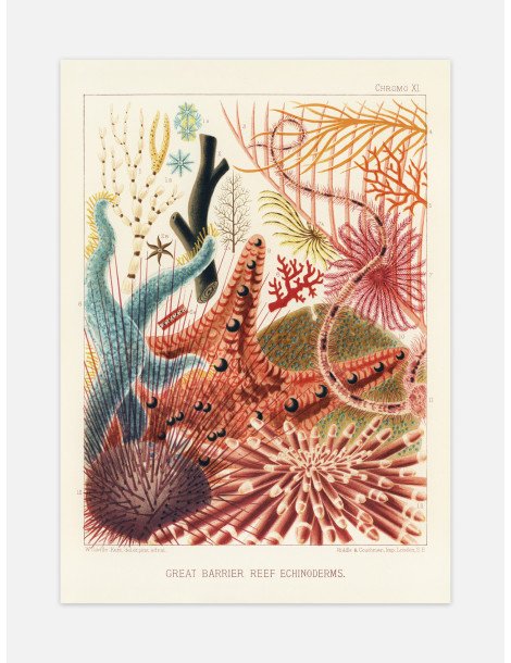 The great barrier reef of Australia -  Echinoderms