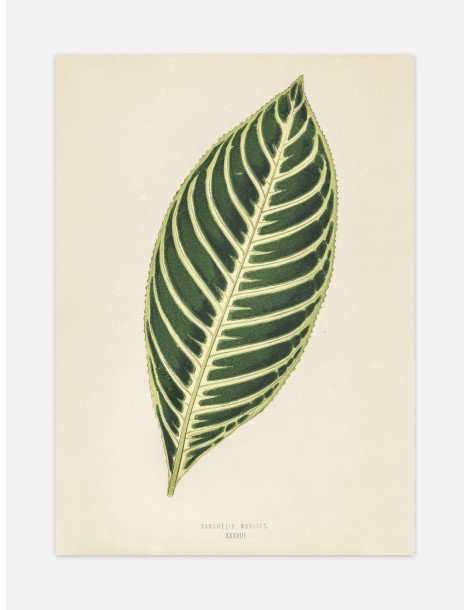 Tiger plant