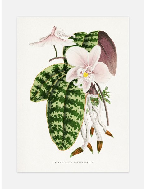 Green Phalaenopsis Schillerian Poster