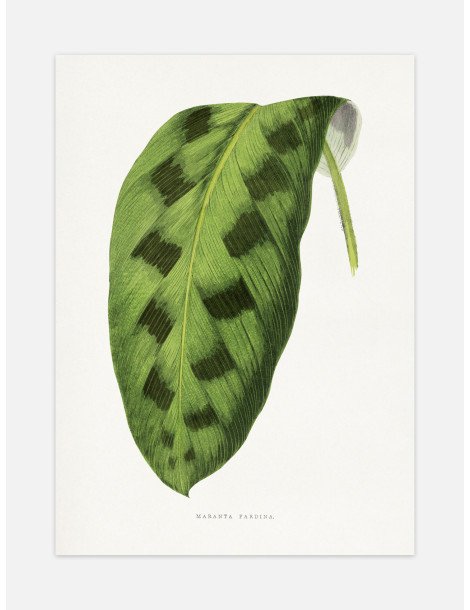 Green Maranta Pardina Poster