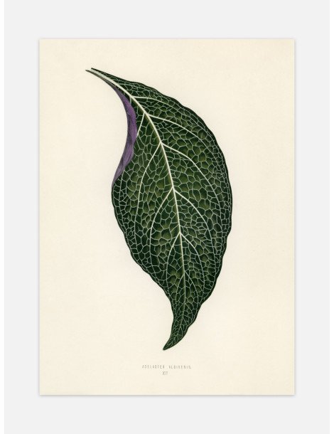 Adelaster Albivenis Poster