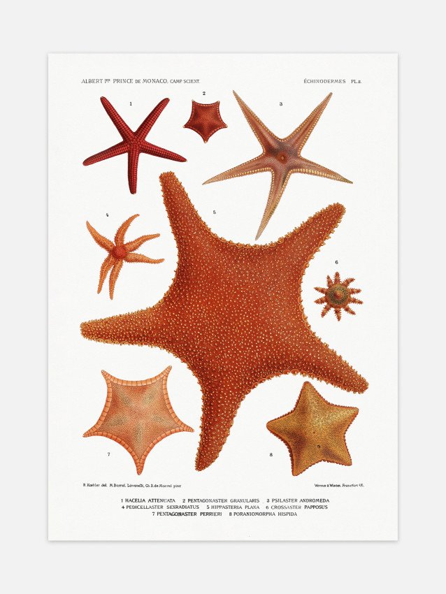 Starfish varieties Poster