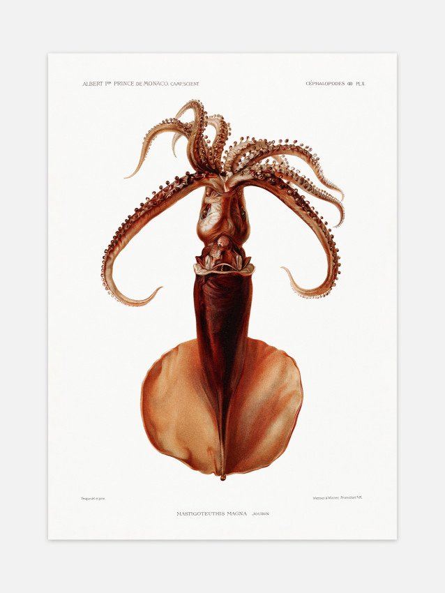 Squid Poster