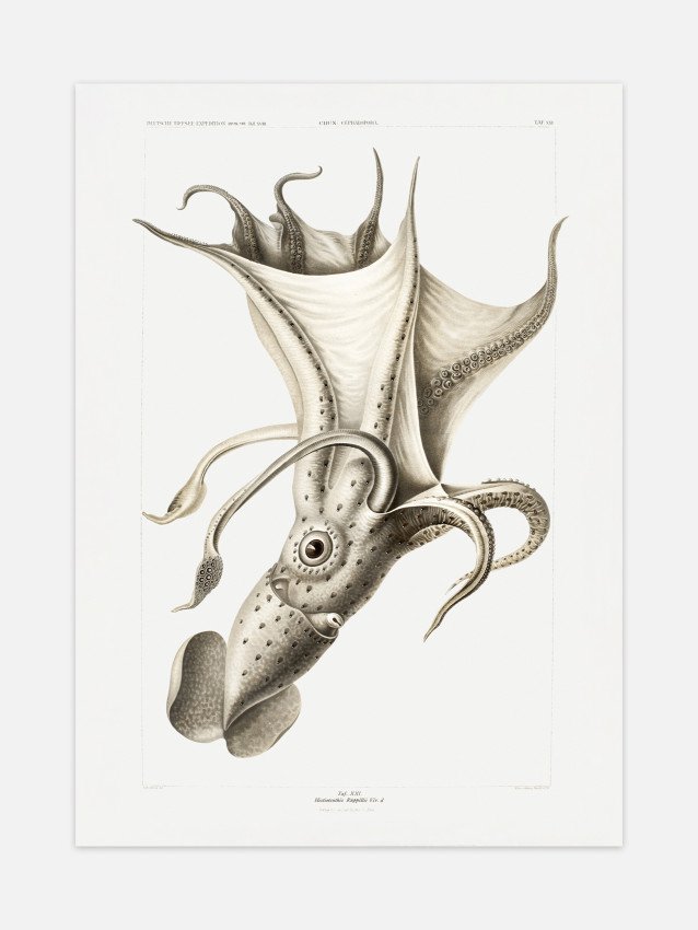 Cockeyed squid Poster