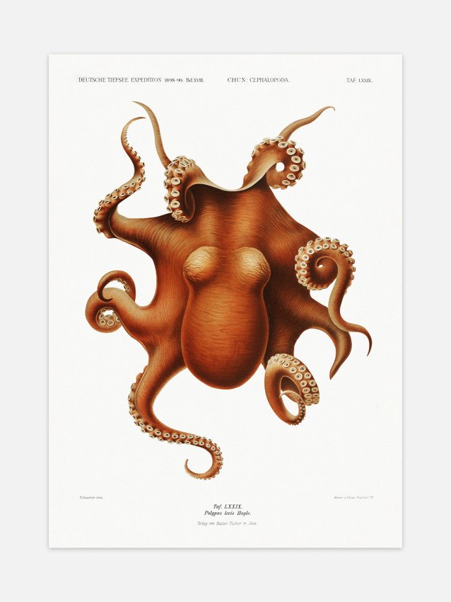 Octopus Poster