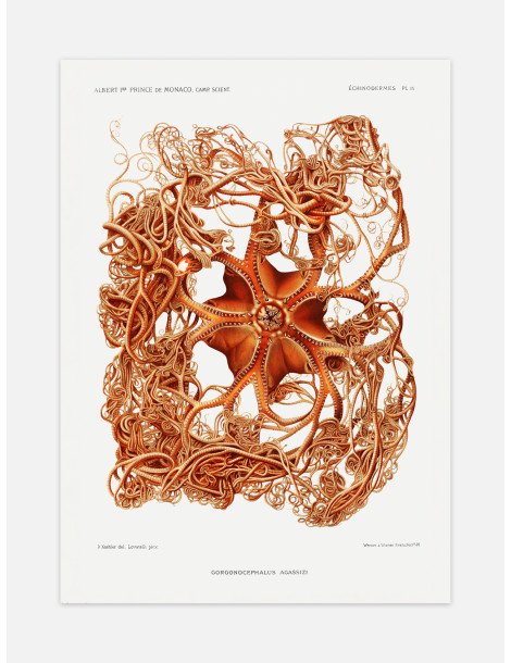 Basket star