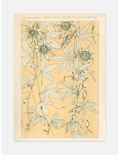 Blad från naturen - No. 10 Poster