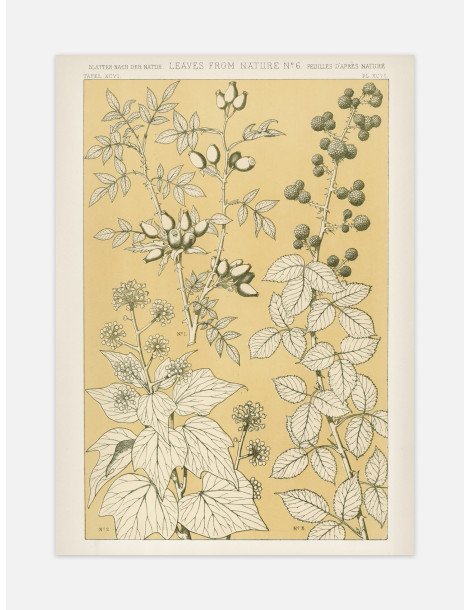 Blad från naturen - No. 6 Poster