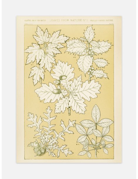 Blad från naturen - No. 5 Poster
