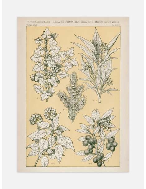 Leaves from nature - No. 7