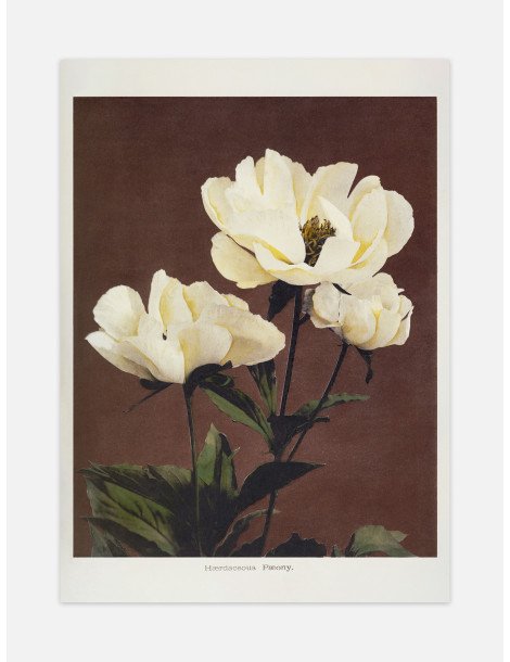 Hærdaceous Peony - Ogawa Kazumasa