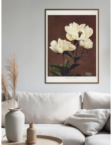Hærdaceous Peony - Ogawa Kazumasa