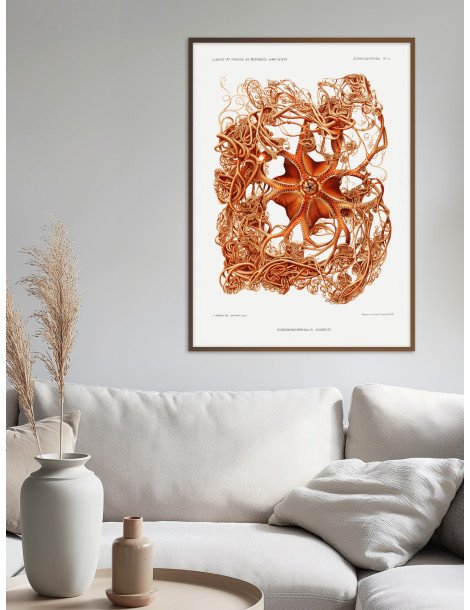 Basket star
