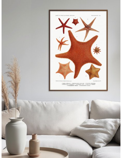 Starfish varieties Poster