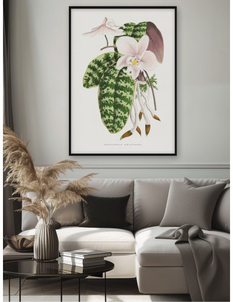 Green Phalaenopsis Schillerian Poster