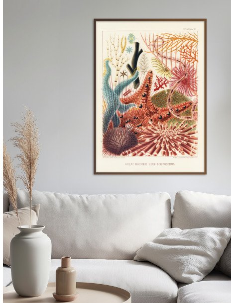 The great barrier reef of Australia -  Echinoderms