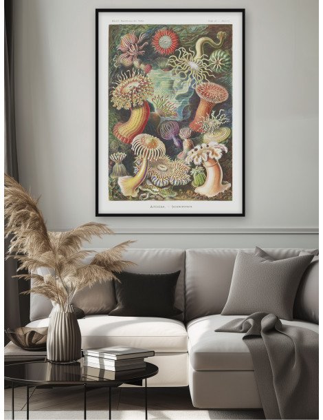 Ernst Haeckel - Artforms in nature - No. 49 Poster