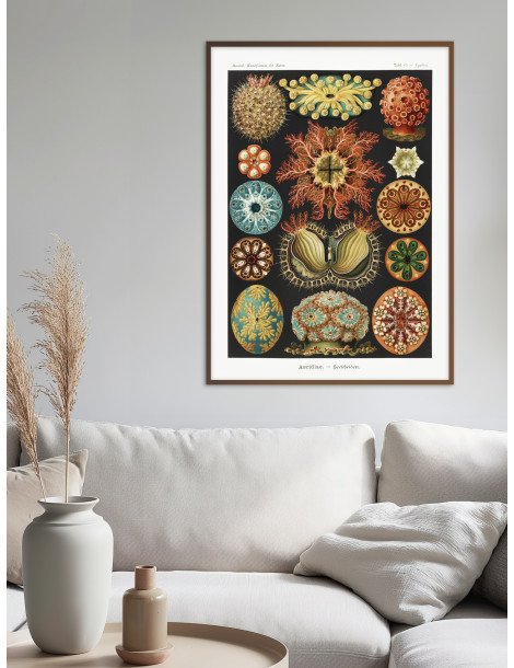 Ernst Haeckel - Artforms in nature - No. 85 Poster