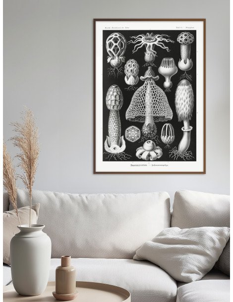 Ernst Haeckel - Artforms in nature - No. 63 Poster