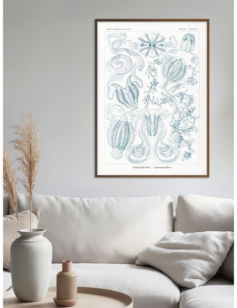 Ernst Haeckel - Artforms in nature - No. 27 Poster