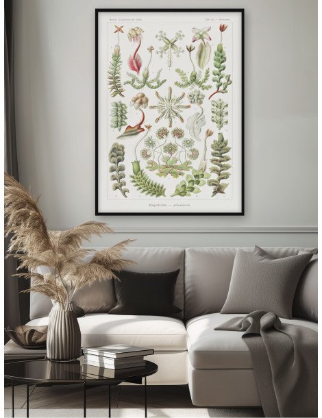 Ernst Haeckel - Artforms in nature - No. 82