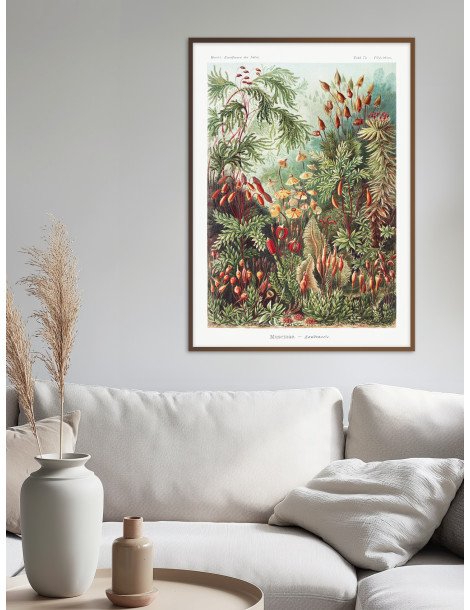 Ernst Haeckel - Artforms in nature - No. 72 Poster