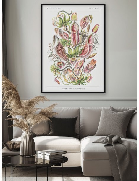 Ernst Haeckel - Artforms in nature - No. 62