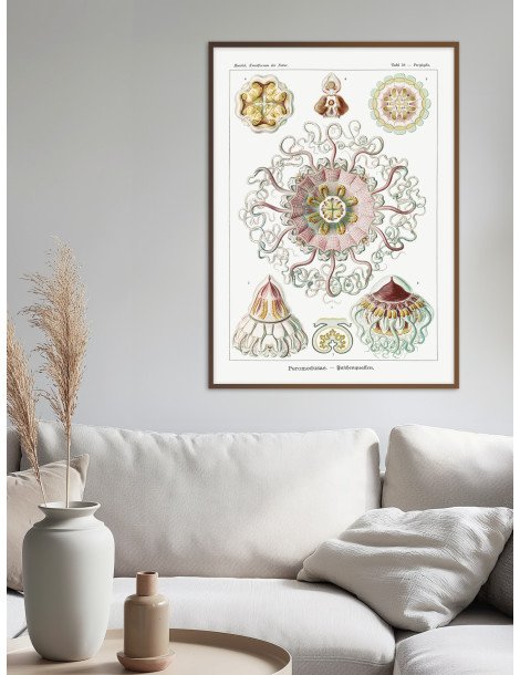 Ernst Haeckel - Artforms in nature - No. 38 Poster