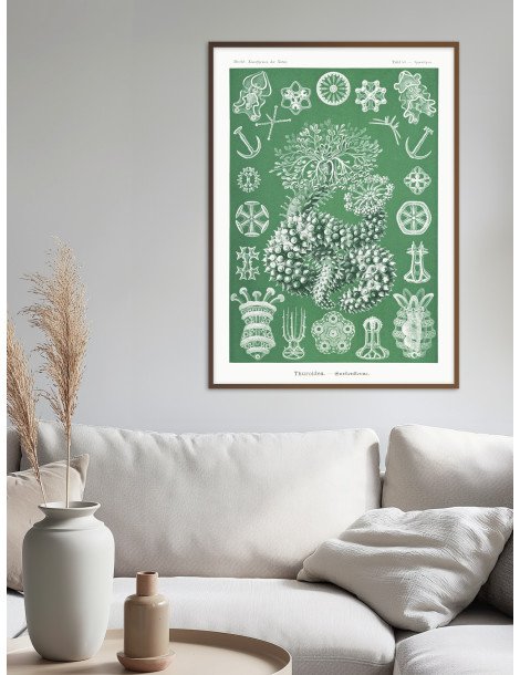 Ernst Haeckel - Artforms in nature - No. 50