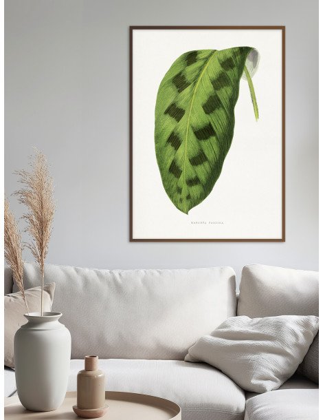 Green Maranta Pardina Poster