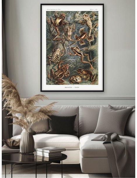 Ernst Haeckel - Artforms in nature - No. 68 Poster