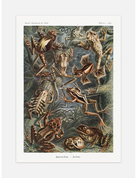 Ernst Haeckel - Artforms in nature - No. 68 Poster