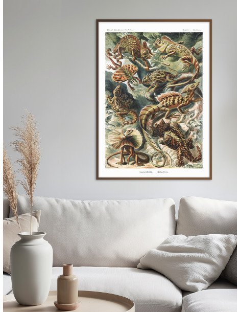 Ernst Haeckel - Artforms in nature - No. 79 Poster